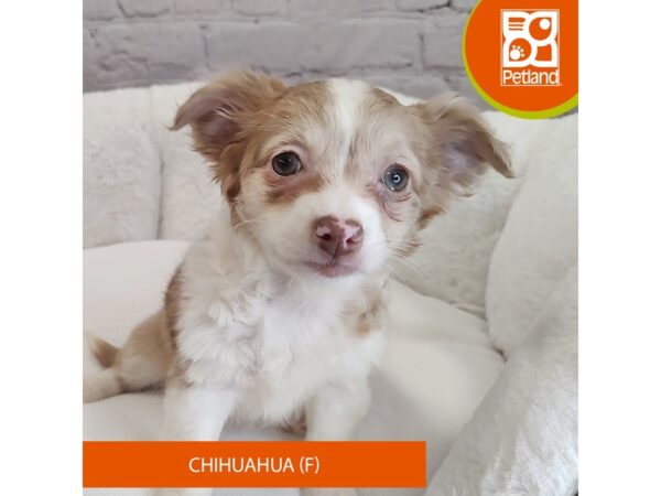 Chihuahua Dog Female Chocolate Merle 7824 Petland Ashland, Kentucky