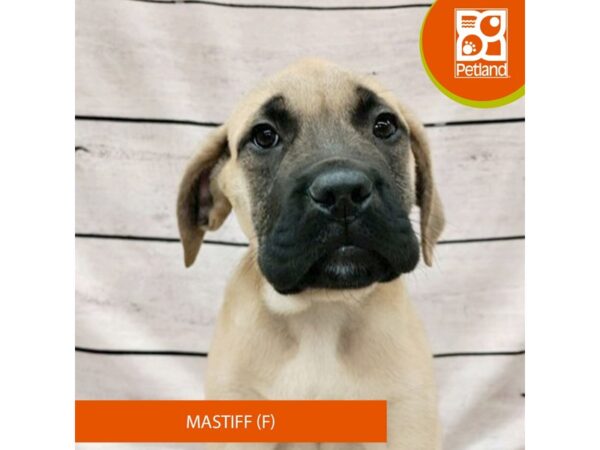 Mastiff-DOG-Female-Fawn-7764-Petland Ashland, Kentucky