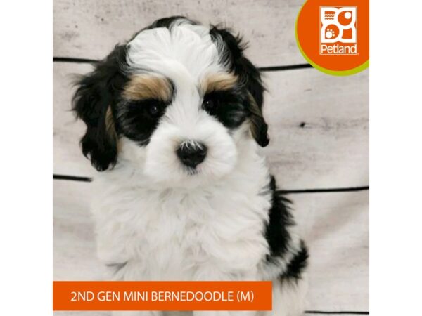 Bernedoodle Mini 2nd Gen Dog Male Black White / Tan 7795 Petland Ashland, Kentucky