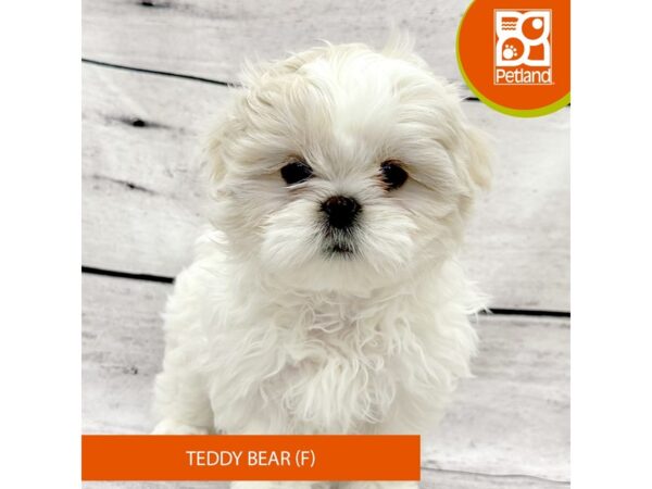 Teddy Bear-DOG-Female-Cream / White-7804-Petland Ashland, Kentucky