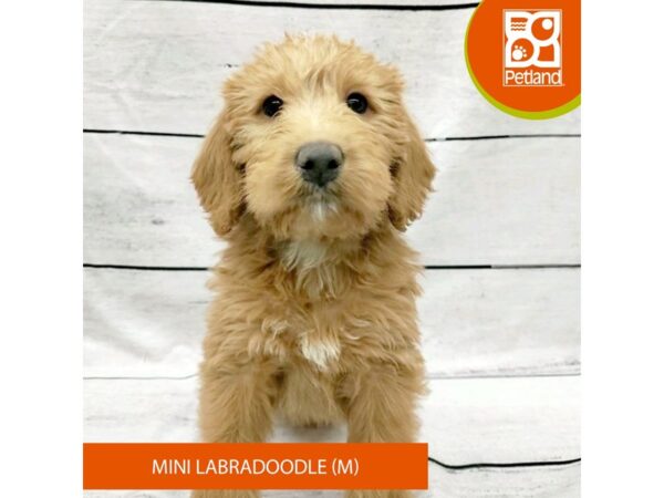 Labradoodle Mini Dog Male Apricot 7805 Petland Ashland, Kentucky