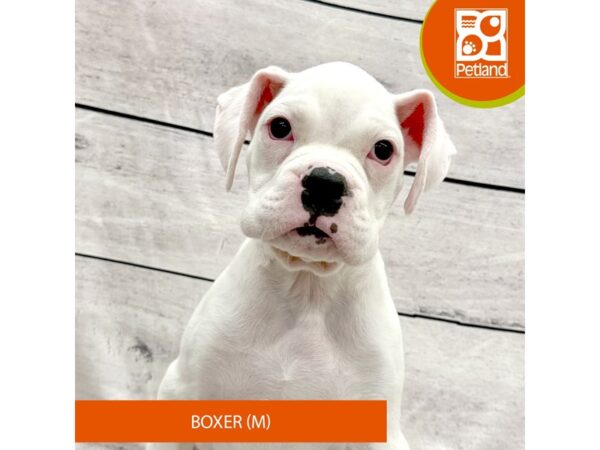 Boxer Dog Male White 7806 Petland Ashland, Kentucky