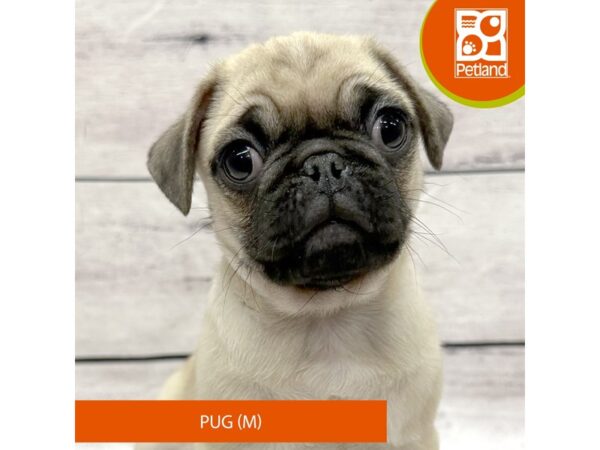 Pug Dog Male Fawn 7809 Petland Ashland, Kentucky