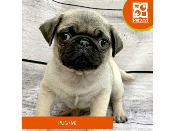 Pug Dog Male Fawn 7810 Petland Ashland, Kentucky