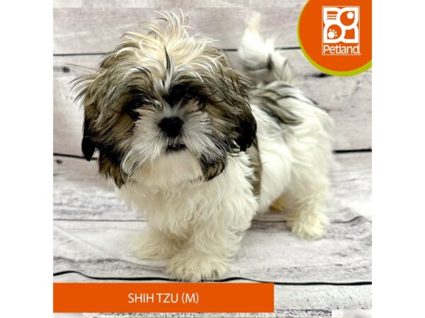 Shih Tzu-Dog-Male-Gold / White-7811-Petland Ashland, Kentucky