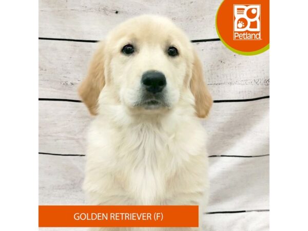 Golden Retriever DOG Female Golden 7815 Petland Ashland, Kentucky