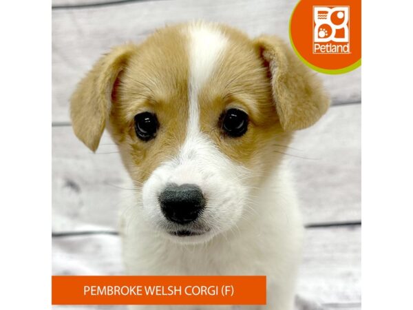 Pembroke Welsh Corgi-Dog-Female-Sable / White-7814-Petland Ashland, Kentucky