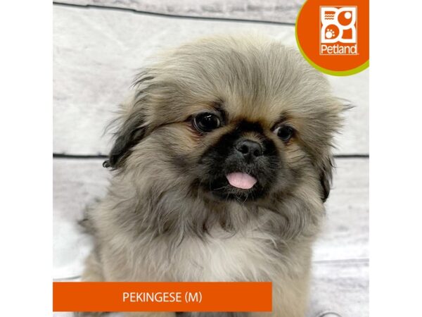 Pekingese DOG Male Red Sable 7813 Petland Ashland, Kentucky