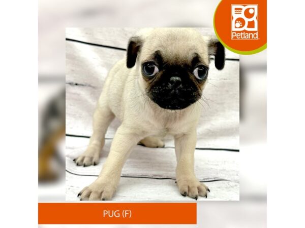 Pug Dog Female Fawn 7823 Petland Ashland, Kentucky