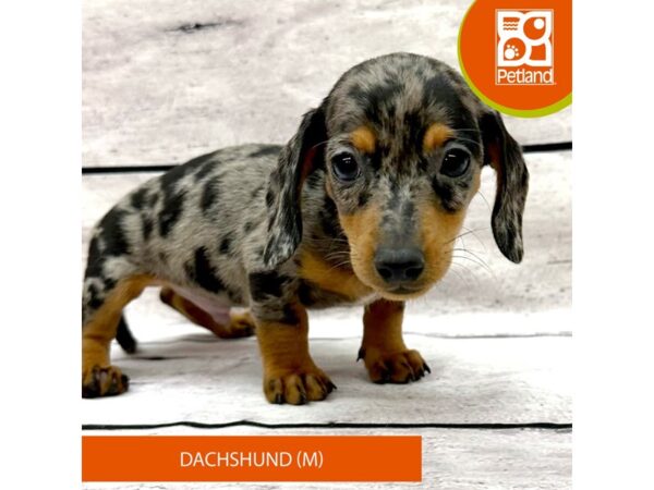 Dachshund Dog Male Silver Dapple 7822 Petland Ashland, Kentucky