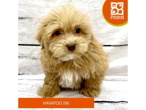 Havapoo Dog Male Buff / White 7821 Petland Ashland, Kentucky