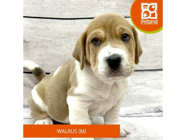 Walrus-DOG-Male-Lilac-7818-Petland Ashland, Kentucky