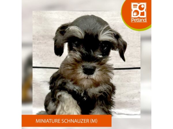 Miniature Schnauzer-Dog-Male-Black / Silver-7816-Petland Ashland, Kentucky