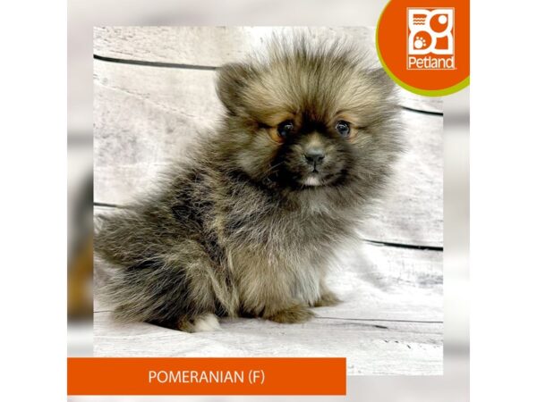 Pomeranian-Dog-Female-Black Sable-7817-Petland Ashland, Kentucky