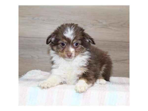 Miniature American Shepherd Dog Female Red Tan / White 7833 Petland Ashland, Kentucky