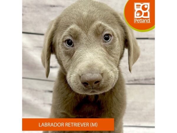 Labrador Retriever-Dog-Male-Silver-7840-Petland Ashland, Kentucky