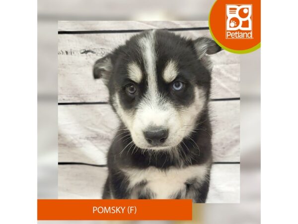 Pomsky Dog Female Black / White 7837 Petland Ashland, Kentucky