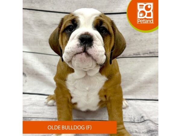 Olde Bulldog DOG Female Red / White 7836 Petland Ashland, Kentucky