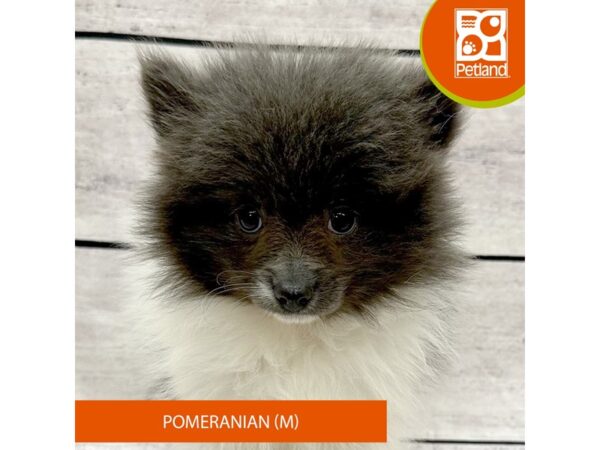 Pomeranian-Dog-Male-Gray / White-7835-Petland Ashland, Kentucky