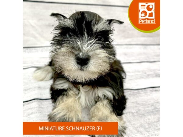 Miniature Schnauzer-Dog-Female-Black / Silver-7834-Petland Ashland, Kentucky