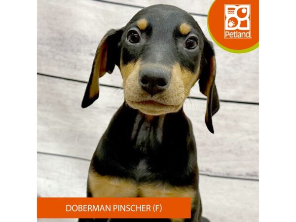 Doberman Pinscher-Dog-Female-Black / Rust-7831-Petland Ashland, Kentucky