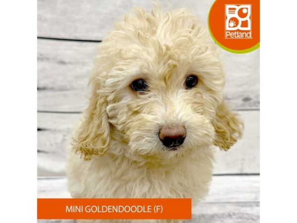 Mini Goldendoodle-Dog-Female-Apricot-7830-Petland Ashland, Kentucky