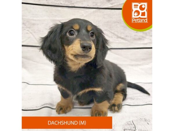 Dachshund DOG Male Black / Tan 7827 Petland Ashland, Kentucky