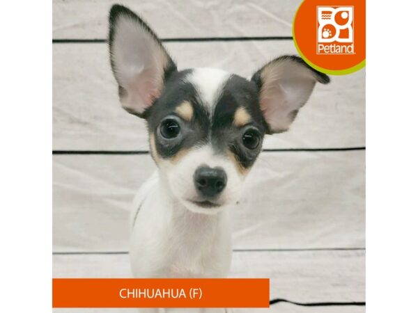 Chihuahua-DOG-Female-Black-7826-Petland Ashland, Kentucky