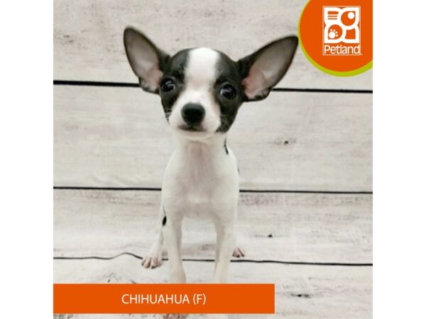 Chihuahua-Dog-Female-Black / White-7839-Petland Ashland, Kentucky