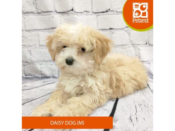 Daisy Dog-Dog-Male-Apricot-7819-Petland Ashland, Kentucky