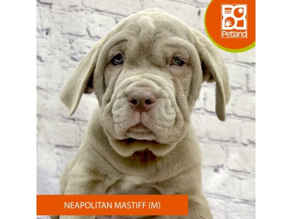 Neapolitan Mastiff Dog Male Tawny 7857 Petland Ashland, Kentucky