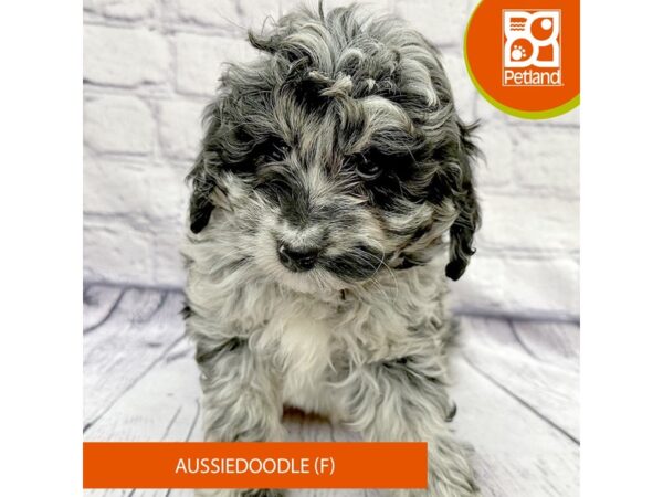 Aussiedoodle DOG Female Blue Merle 7852 Petland Ashland, Kentucky