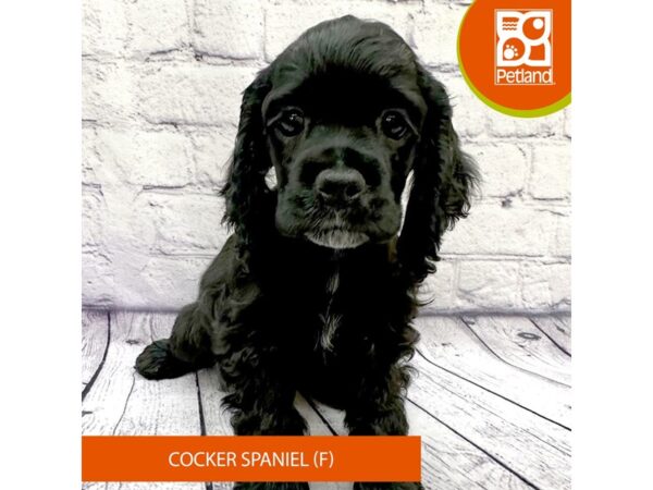 Cocker Spaniel-Dog-Female-Black-7847-Petland Ashland, Kentucky