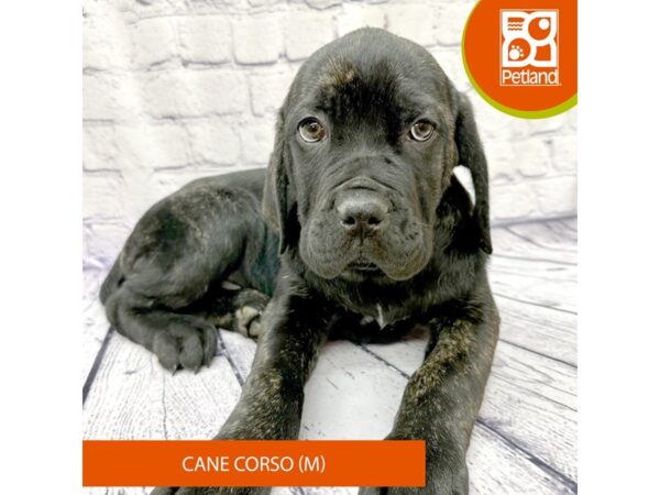 Cane Corso Dog Male Brindle 7848 Petland Ashland, Kentucky