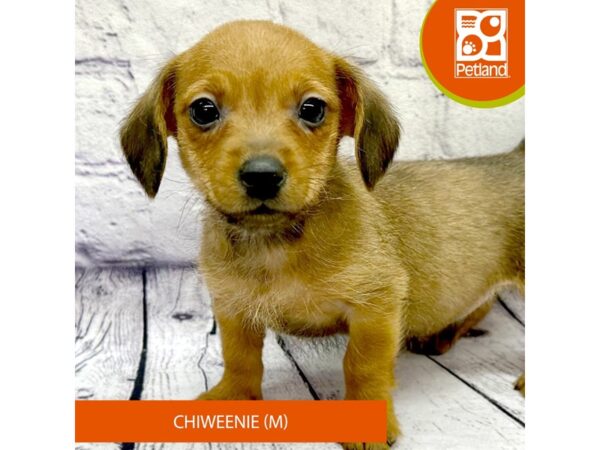 Chiweenie Dog Male Red 7841 Petland Ashland, Kentucky