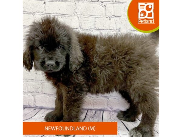 Newfoundland Dog Male Black 7846 Petland Ashland, Kentucky