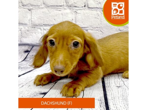 Dachshund-Dog-Female-Red-7843-Petland Ashland, Kentucky