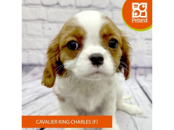 Cavalier King Charles Spaniel-DOG-Female-Blenheim-7842-Petland Ashland, Kentucky