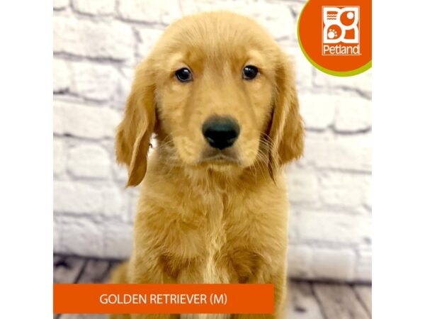 Golden Retriever Dog Male Dark Golden 7854 Petland Ashland, Kentucky