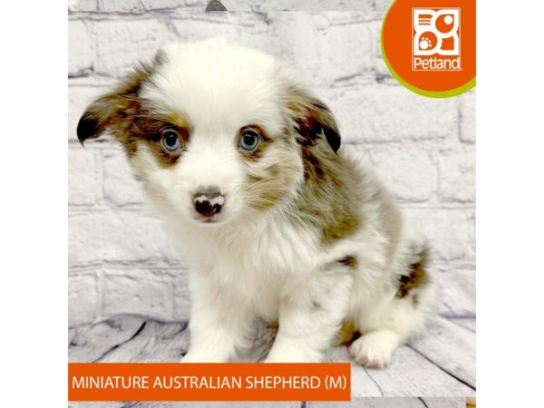 Miniature Australian Shepherd-Dog-Male-Blue Merle-7873-Petland Ashland, Kentucky