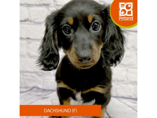 Dachshund-Dog-Female-Black / Tan-7870-Petland Ashland, Kentucky