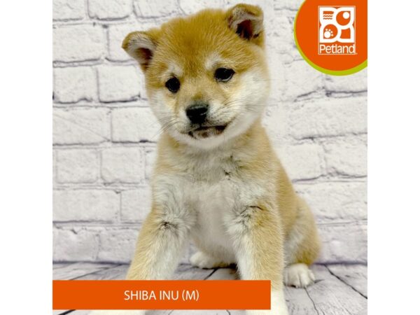 Shiba Inu Dog Male Red 7867 Petland Ashland, Kentucky