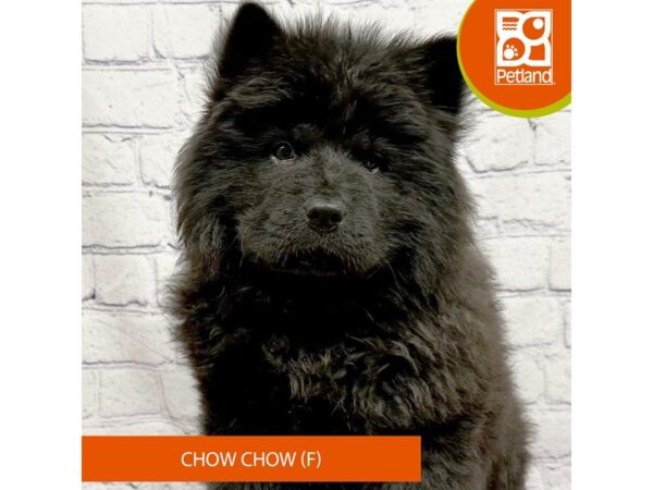 Chow Chow-Dog-Female-Black-7863-Petland Ashland, Kentucky