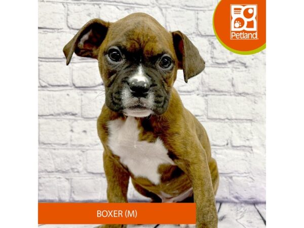 Boxer Dog Male Brindle / White 7862 Petland Ashland, Kentucky