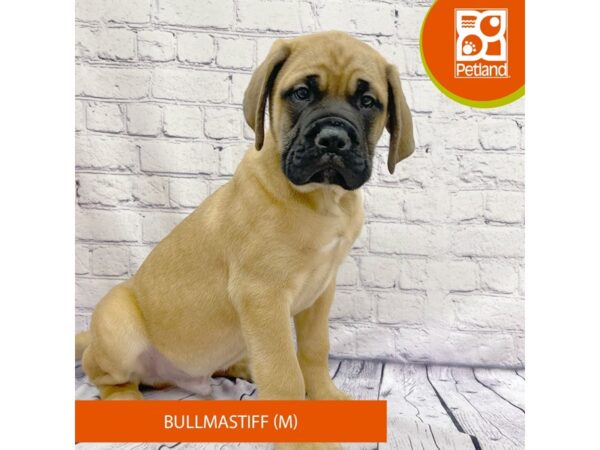 Bullmastiff-Dog-Male-Apricot-7859-Petland Ashland, Kentucky