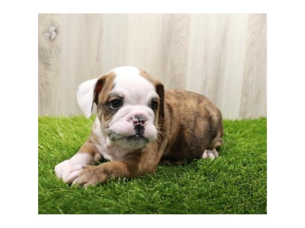 Victorian Bulldog Dog Male Red / Brindle 7891 Petland Ashland, Kentucky