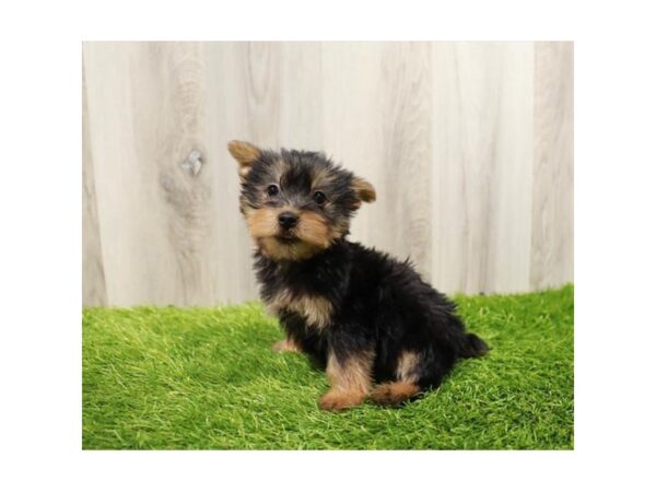 Silky Terrier Dog Female Black / Tan 7890 Petland Ashland, Kentucky