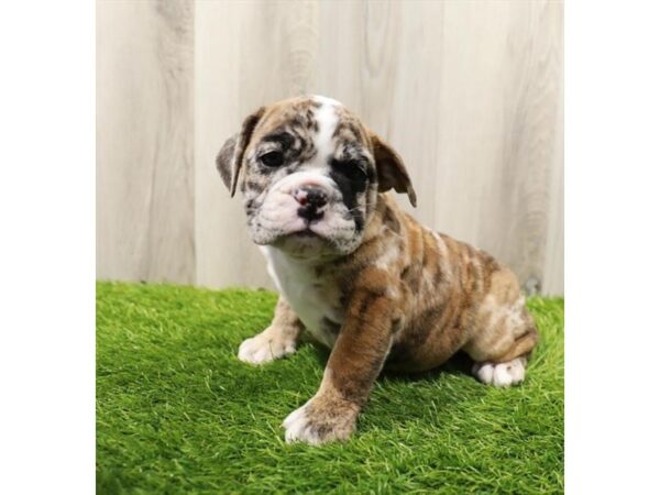 Bulldog-Dog-Female-Red Merle-7887-Petland Ashland, Kentucky