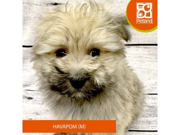 HavaPom Dog Male Sable 7820 Petland Ashland, Kentucky