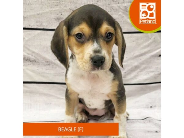 Beagle Dog Female Black White / Tan 7838 Petland Ashland, Kentucky